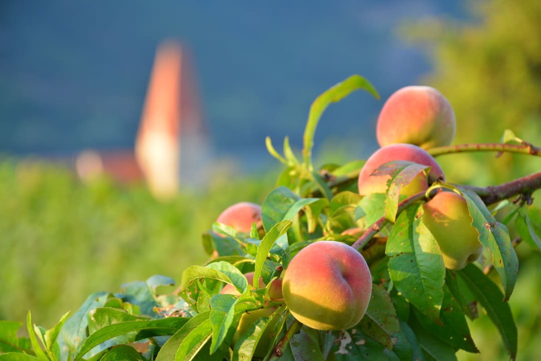 Gartenanlage Gästehaus Turm Wachau