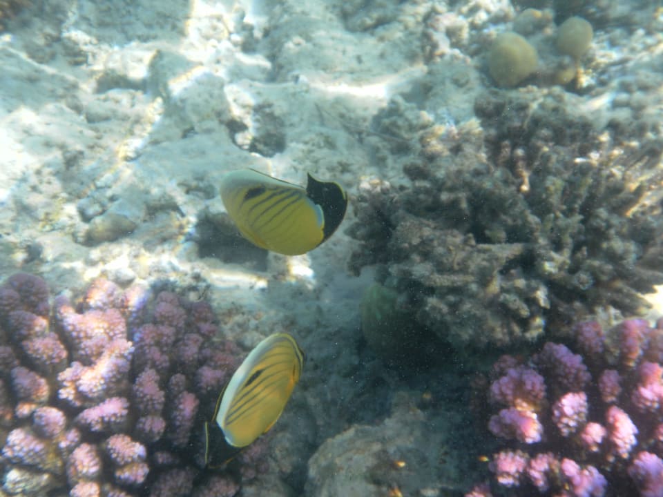 Strand Iberotel Casa Del Mar Resort