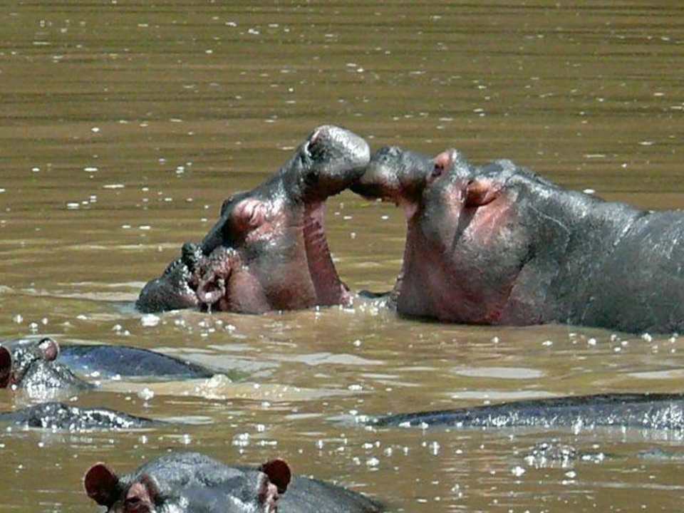 Solche Motive bekommt man hier öfters Royal Mara Safari Lodge