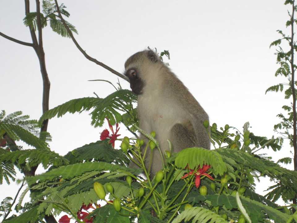 Der Räuber am Balkon Hotel Southern Palms Beach Resort
