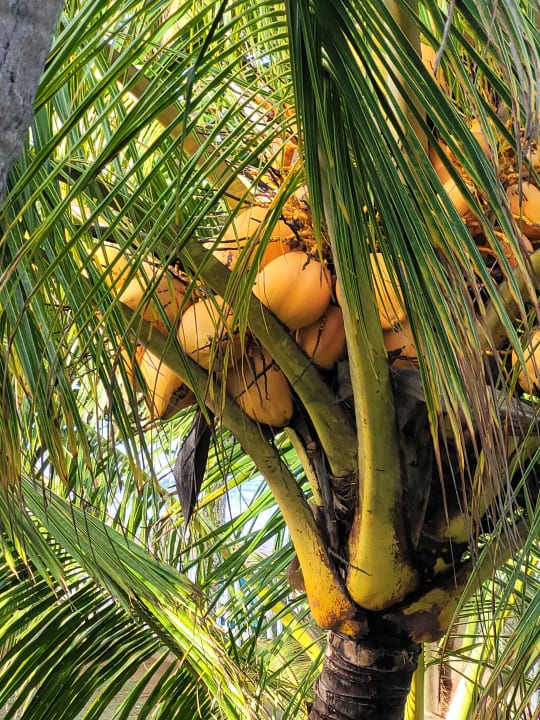 Außenansicht Dickwella Resort & Spa