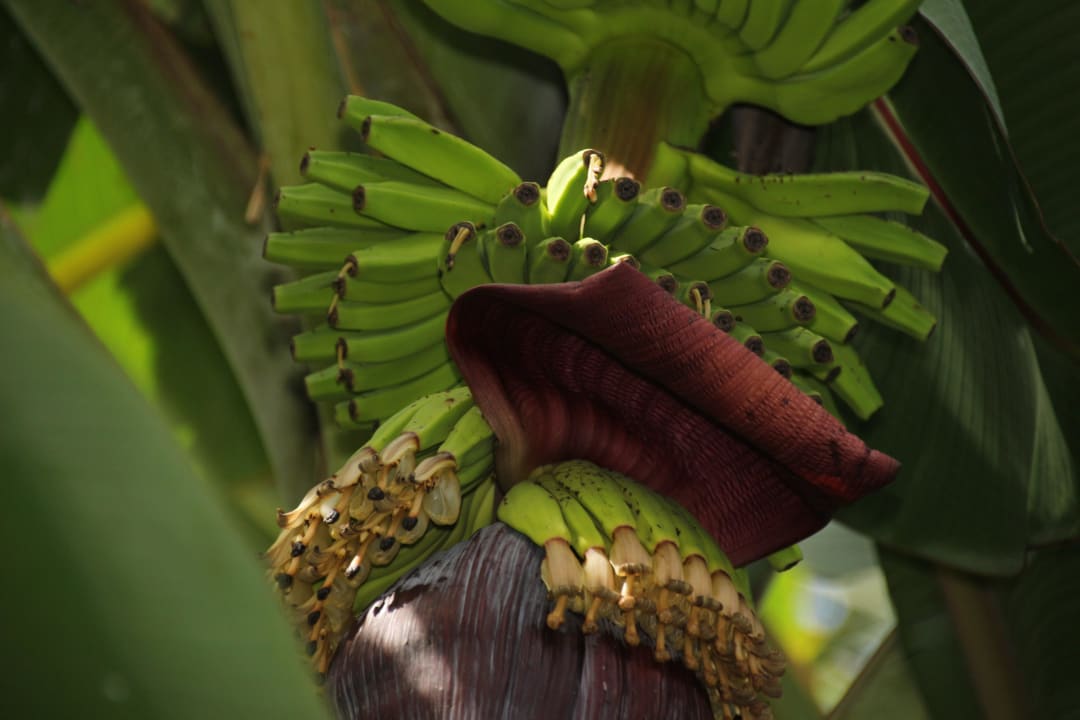 Bananenblüte Kuramathi Maldives