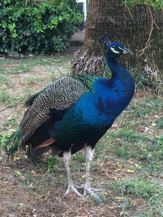 Haustiere gibt's einige Seaden Sea World Resort & Spa