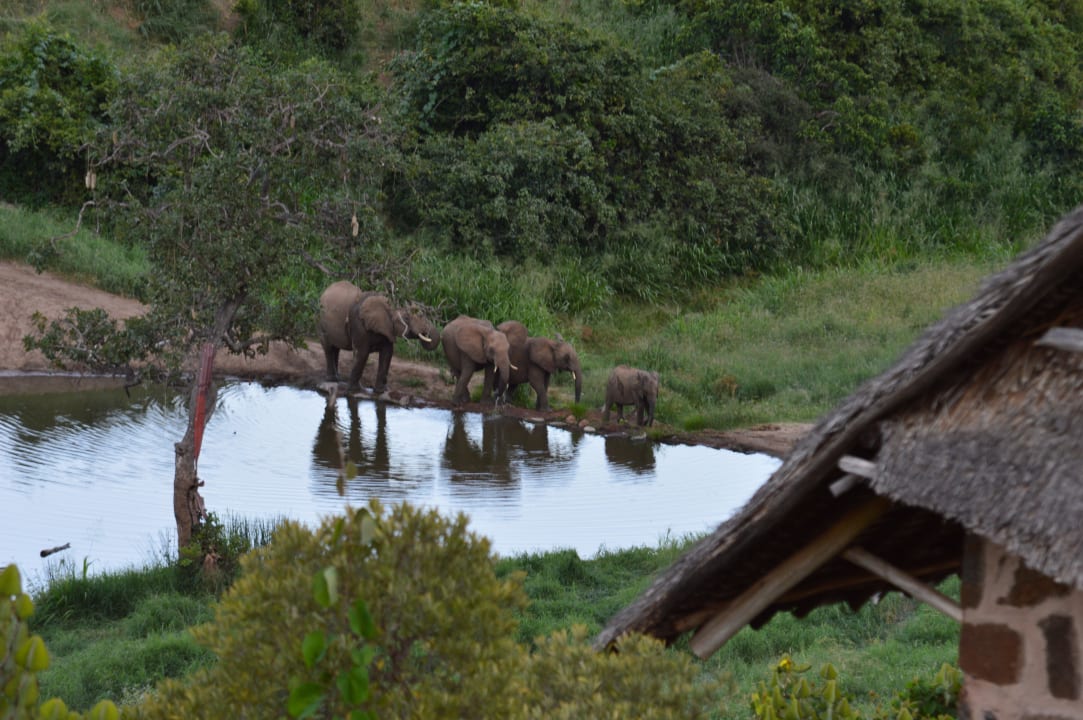 Wasserloch mit "Besuchern" Rhino Valley Lodge