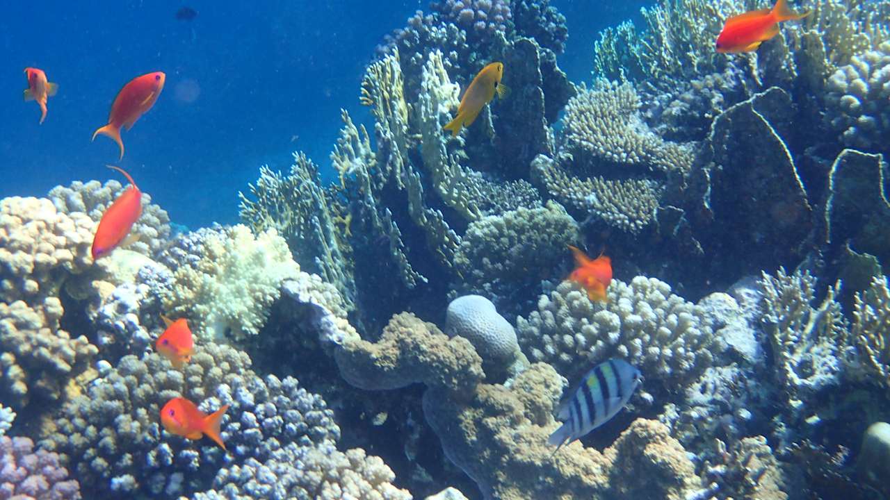 Strand Serenity Alpha Beach