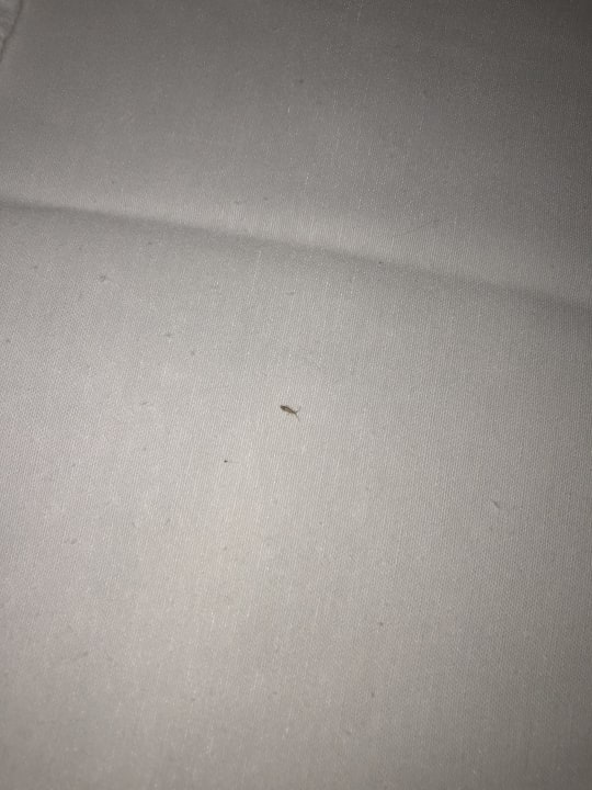 Zimmer Club Hotel Anjeliq