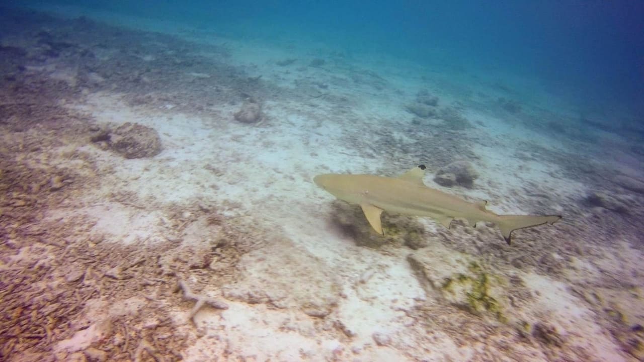 Strand Summer Island Maldives
