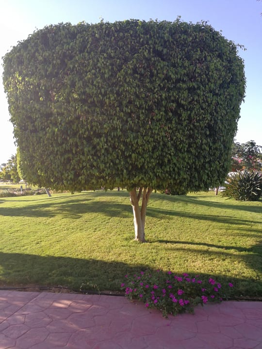 Gartenanlage Desert Rose