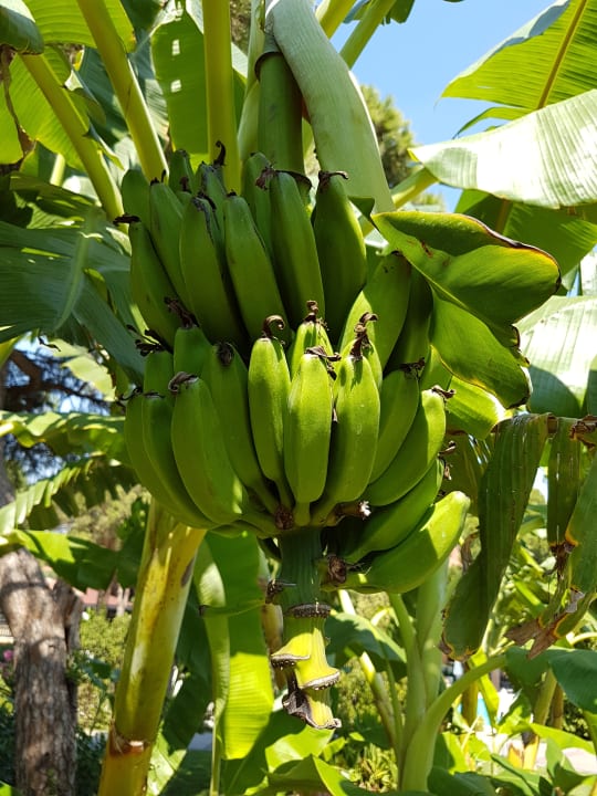 Sonstiges Asteria Family Belek