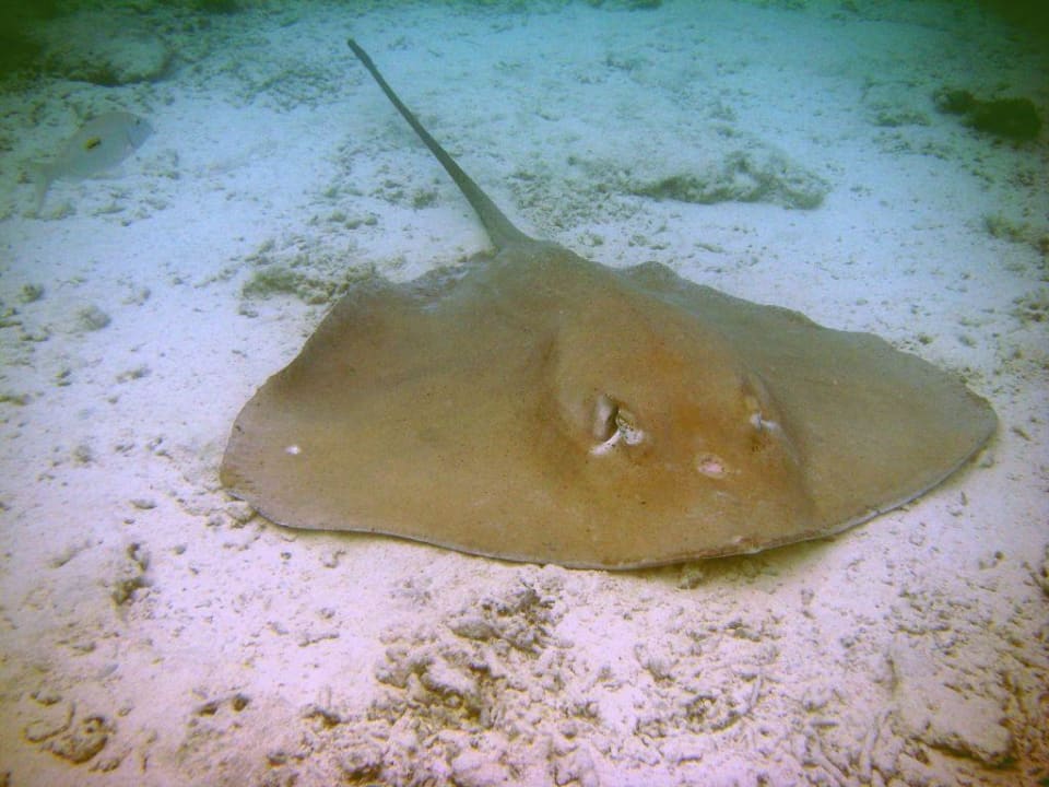 Mittagspause! Summer Island Maldives