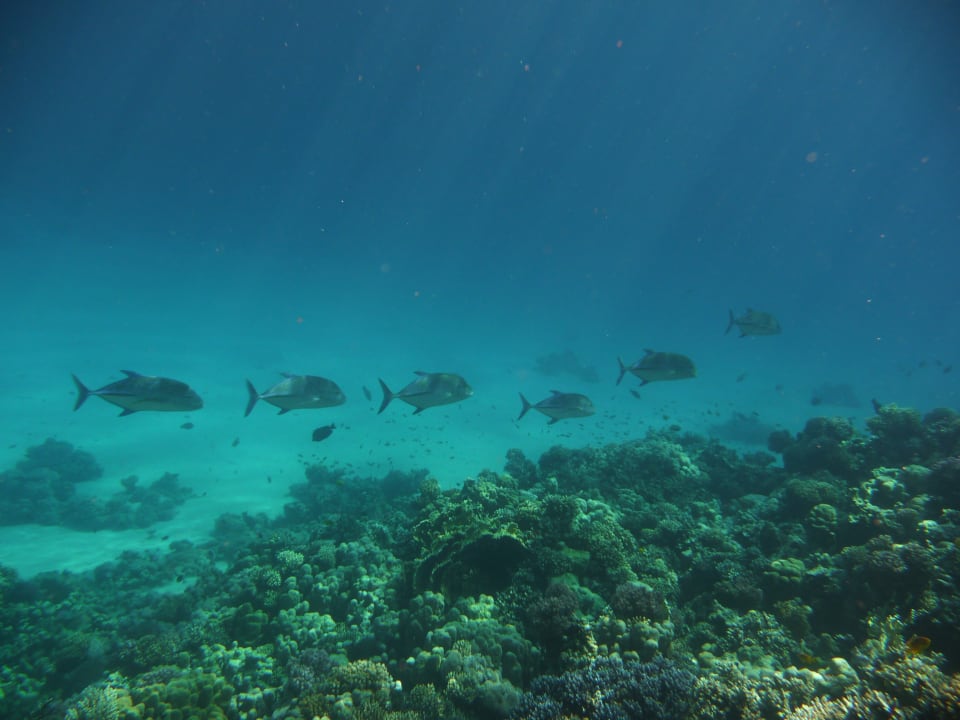 Sport & Freizeit Grand Makadi