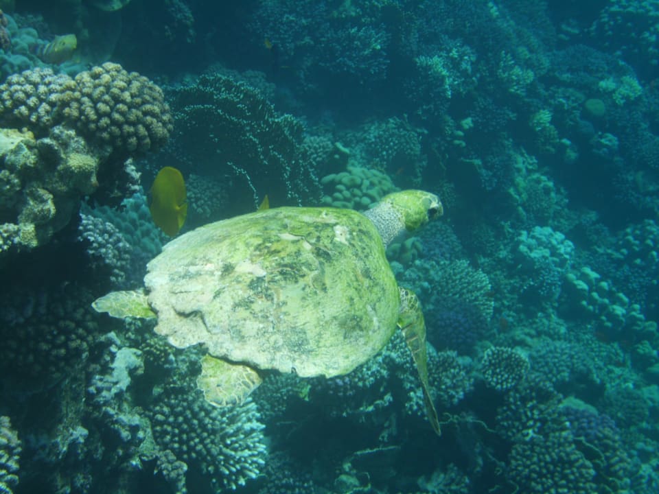 Strand Casa Mare Resort