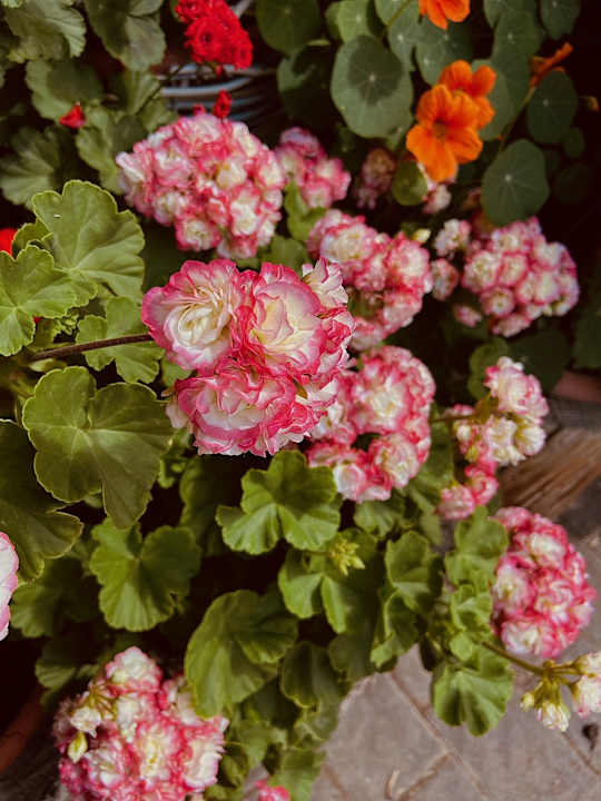 Gartenanlage Bauernhof Pichlerhof