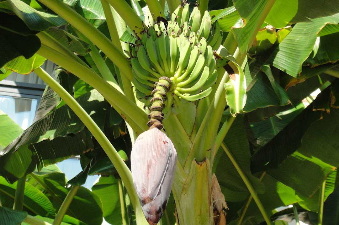 Bananenstauden Limak Limra Hotel & Resort