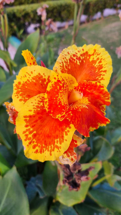 Gartenanlage Sentido Caribbean World Soma Bay