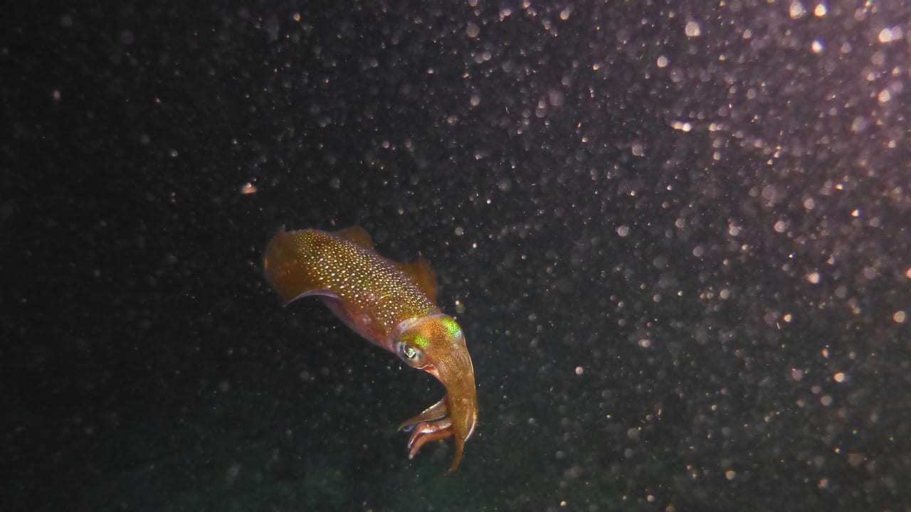 Sport & Freizeit Summer Island Maldives