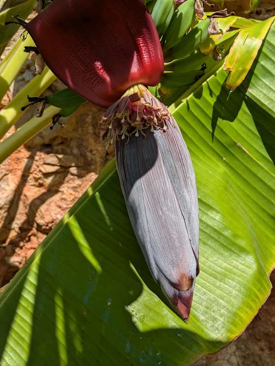 Gartenanlage Bodrum Park Resort