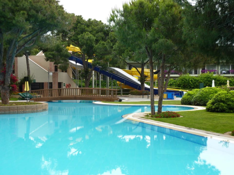 Basen Papillon Ayscha