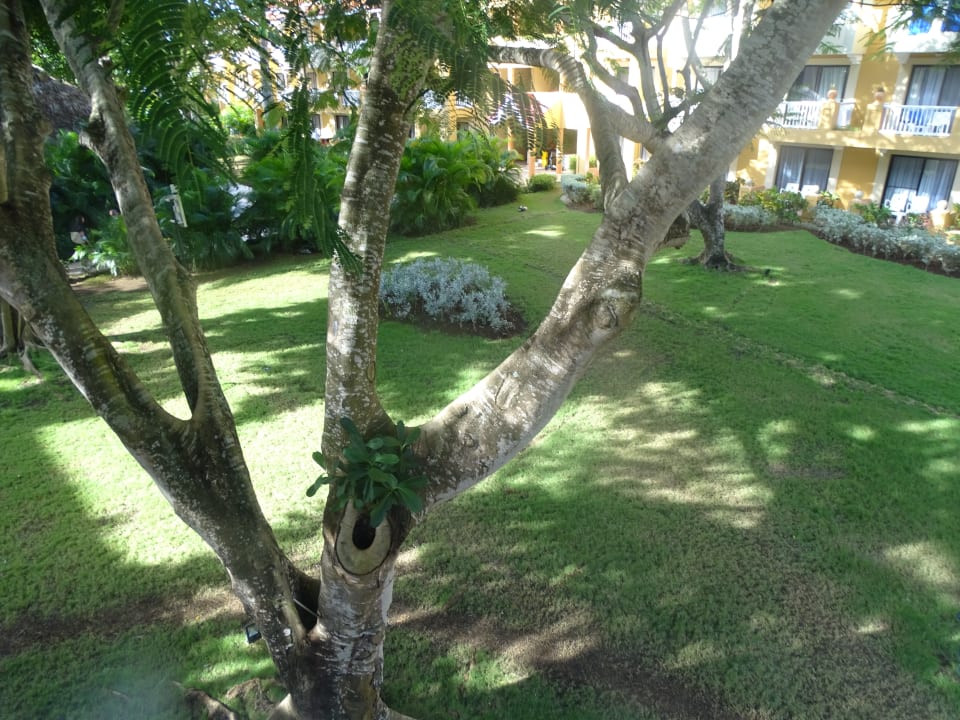 Ausblick Hotel Viva Dominicus Palace by Wyndham-All Inclusive Resort