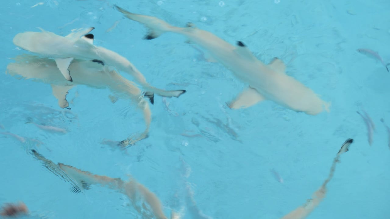 Sport & Freizeit NH Collection Maldives Havodda Resort