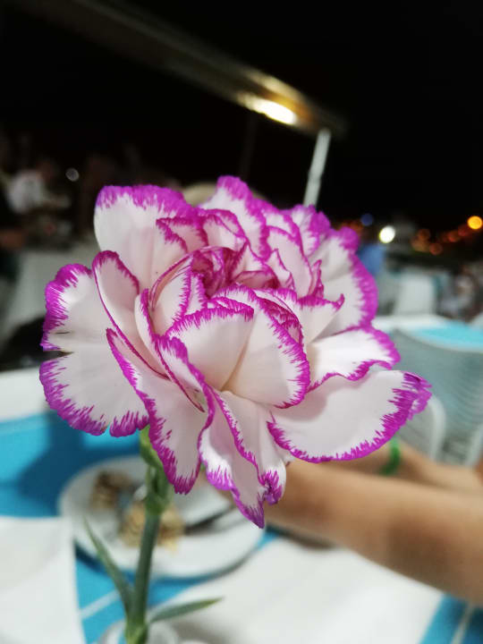 Gastro Can Garden Beach