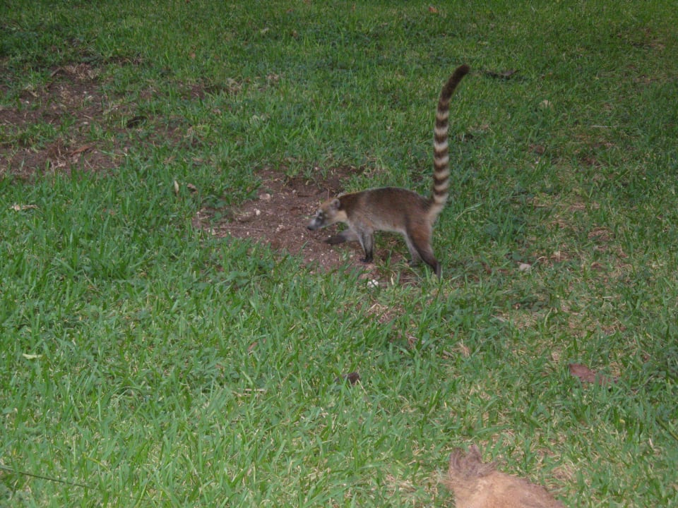 Kleine "Allesfresser" Hotel Riu Tequila