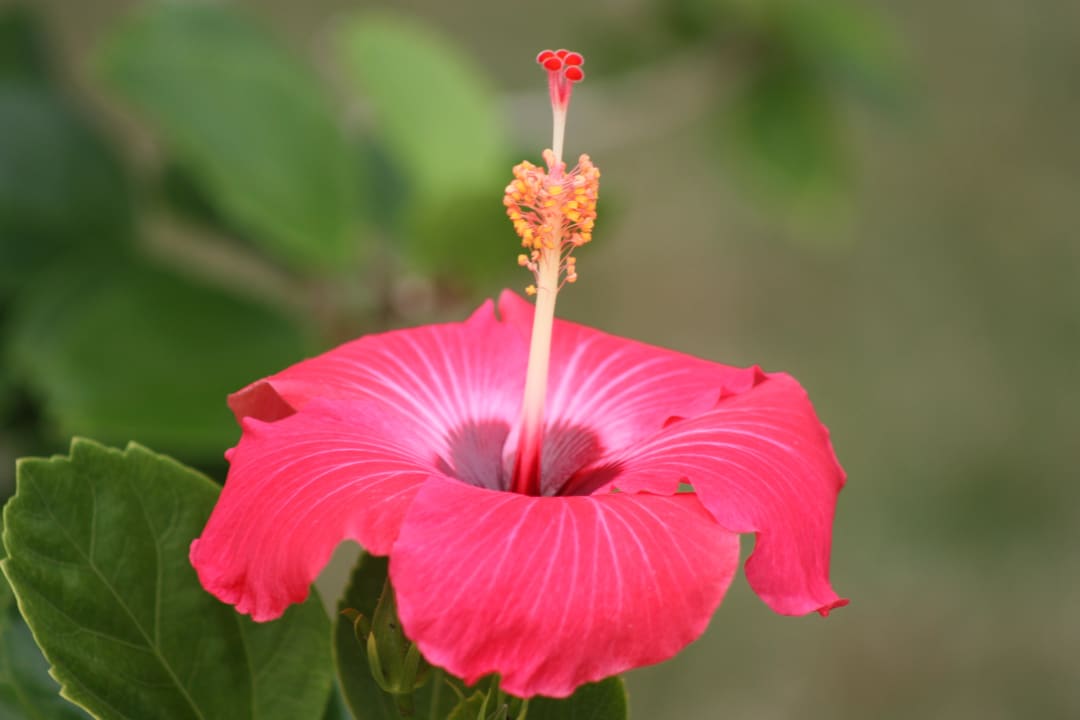 Blume Punta Cana Princess All Suites Resort & Spa