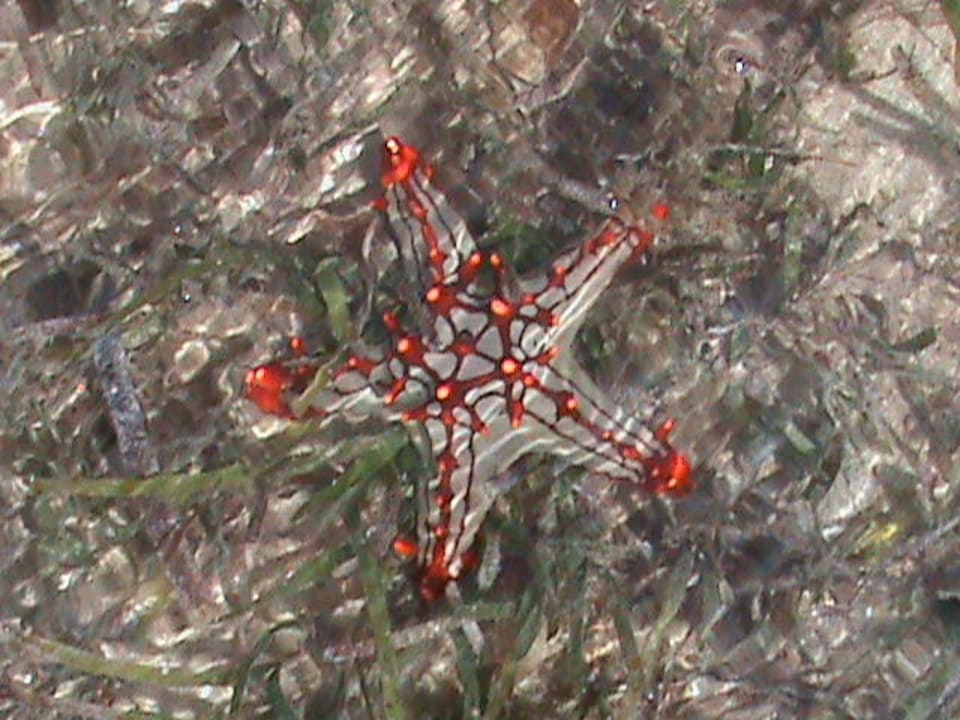 Seestern Bahari Beach Hotel