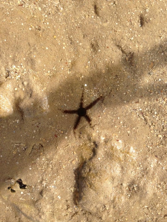 Звезда Stella Garden Resort & Spa, Makadi Bay