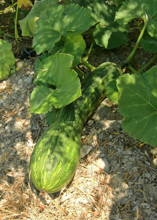 Monsterzucchini im hauseigenen Garten Georgia Hotel