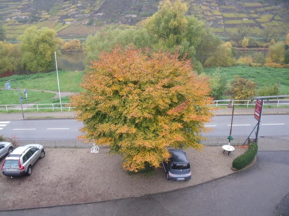 Blick auf die Mosel Hotel Kachelburg