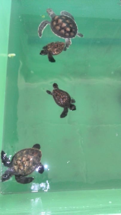 Gartenanlage Banyan Tree Vabbinfaru