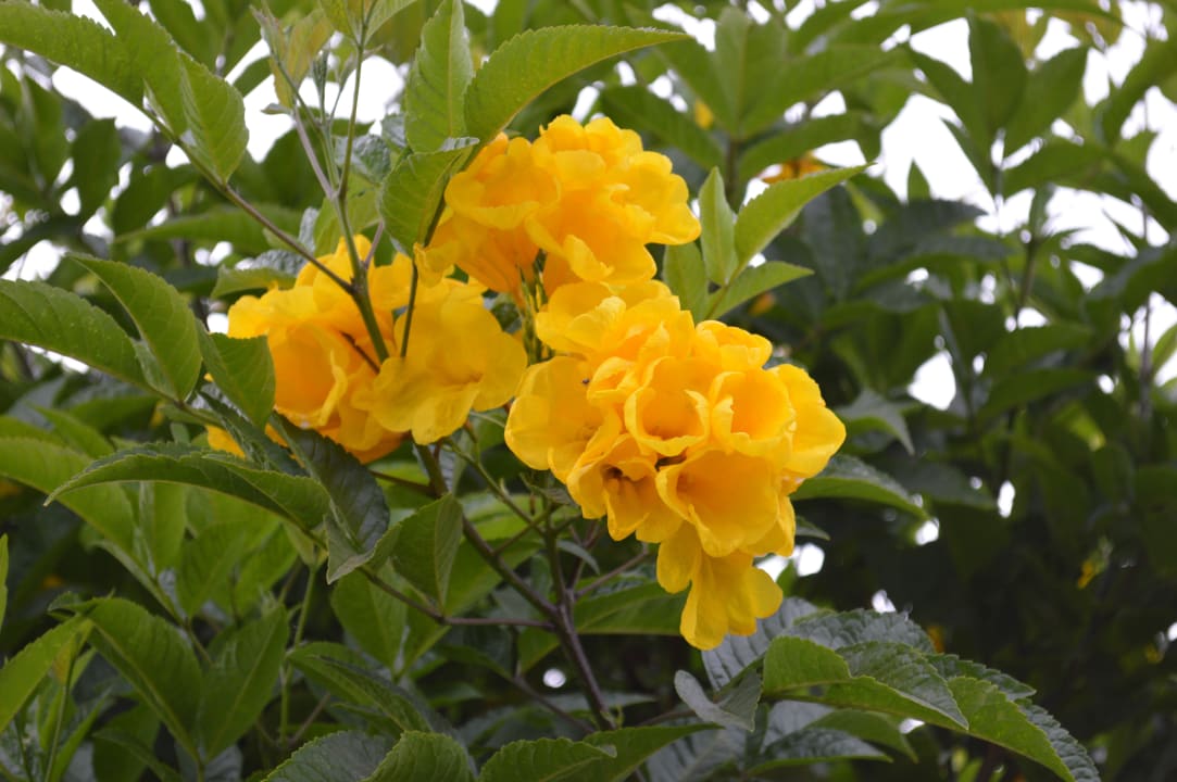 Schöne Blüte Steigenberger ALDAU Beach Hotel