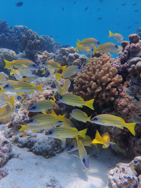 Sport & Freizeit NH Collection Maldives Reethi Resort