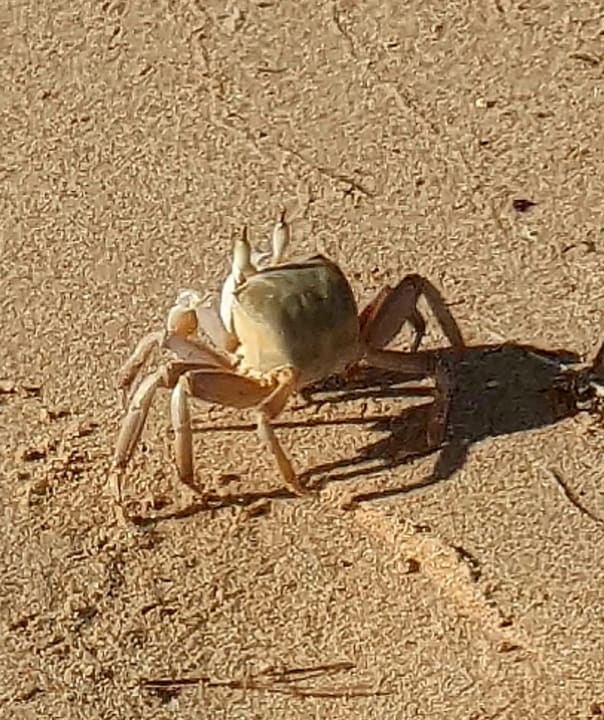 Strand Shams Prestige Abu Soma-Adults Only