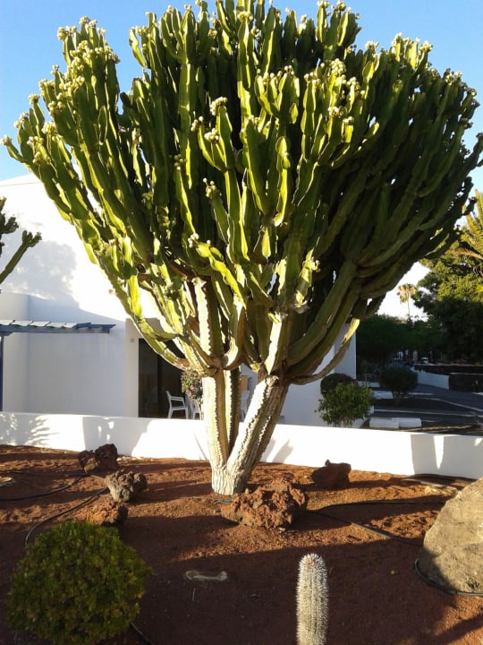 Kleiner Kaktus Relaxia Olivina