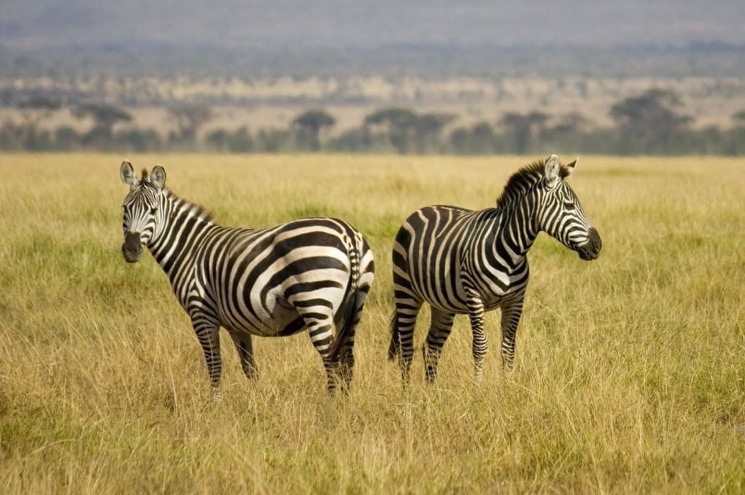 Blick aus dem Garten der Lodge Ol Tukai Lodge