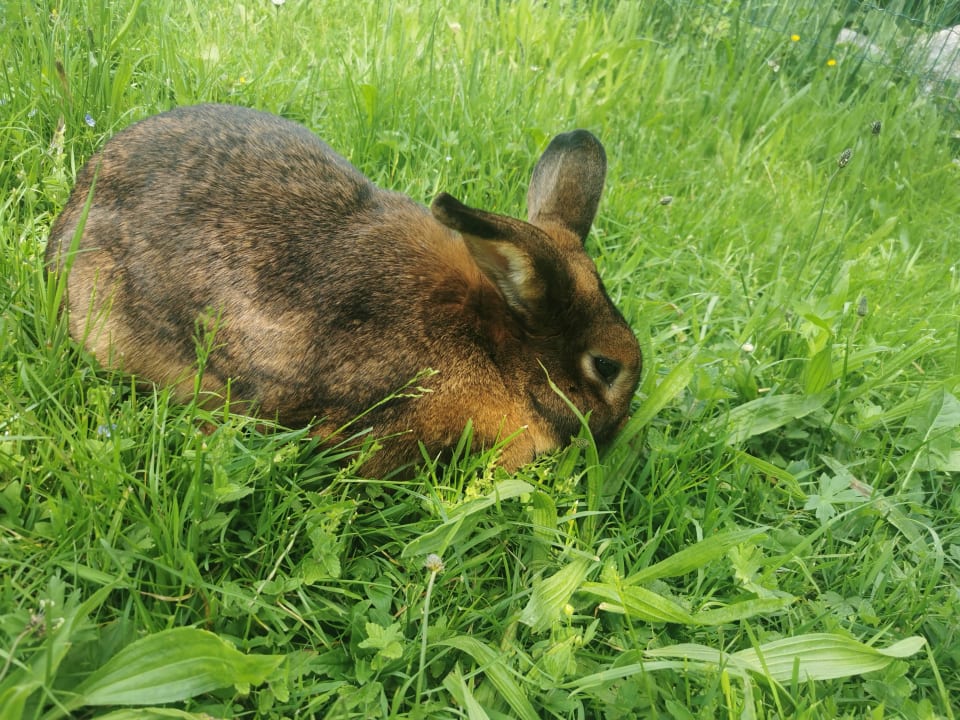 Gartenanlage Ferienhof Stiefel| Allgäu-Urlaub |