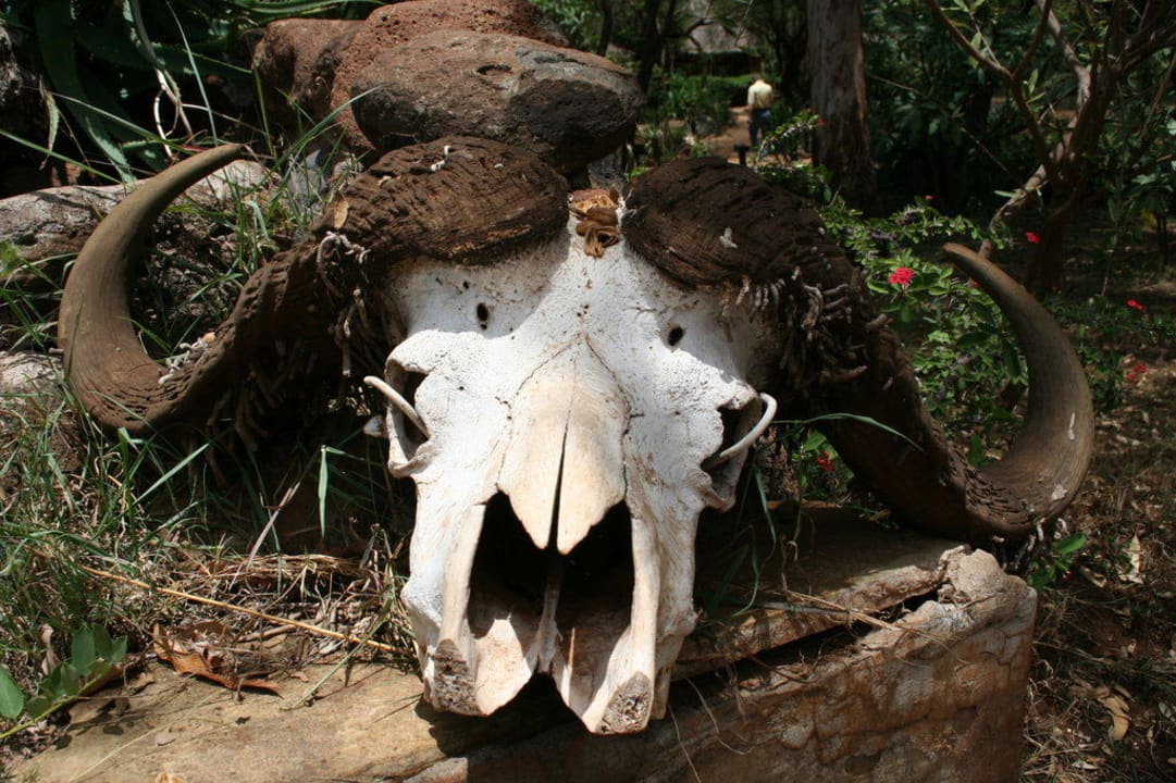 Ozdoby ogrodowe Hotel Amboseli Sopa Lodge