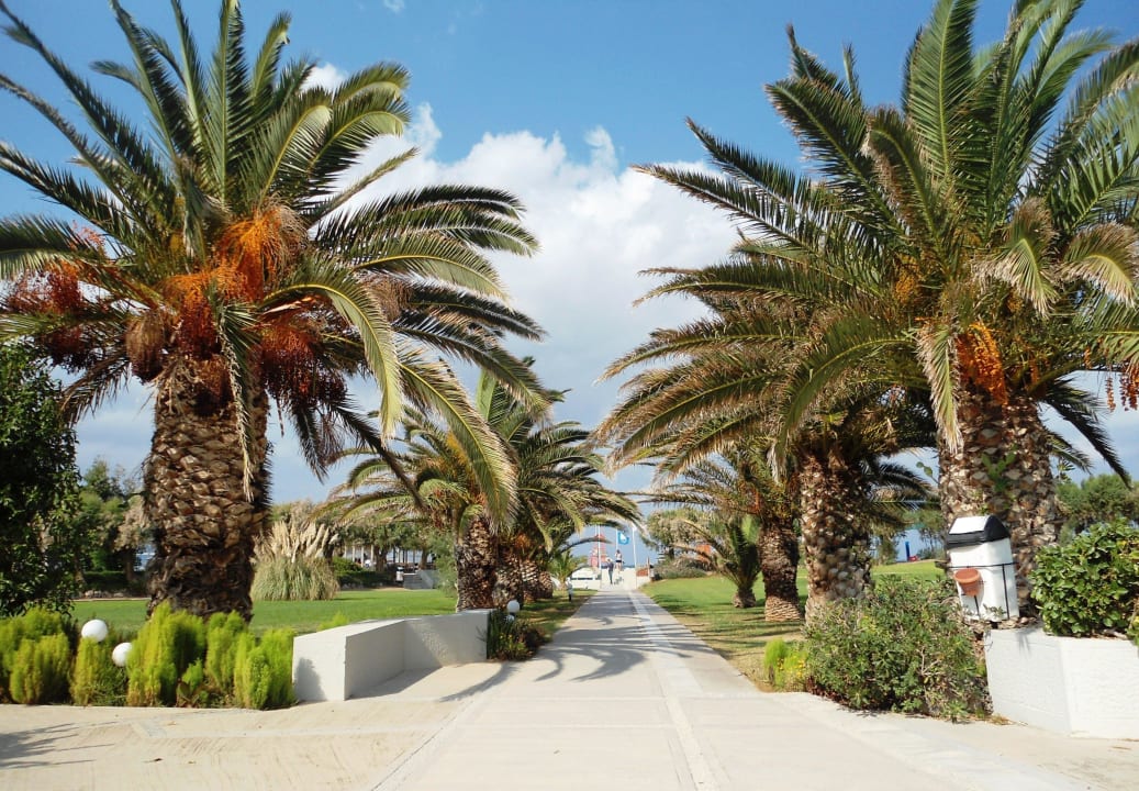 Palmenweg zum Strand Santa Marina Beach