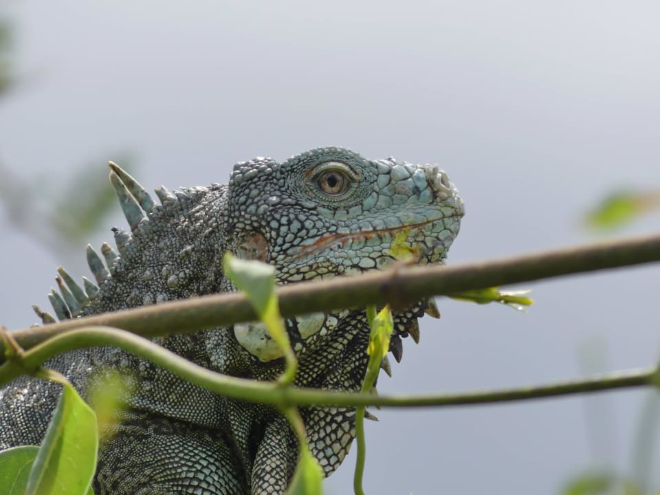 Einer von unseren 80 Hausdrachen Jan Kok Lodges