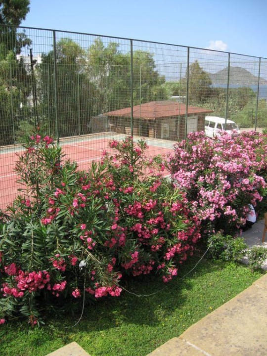 Tennisplatz mit Blick auf`s Meer Tiana Beach Resort