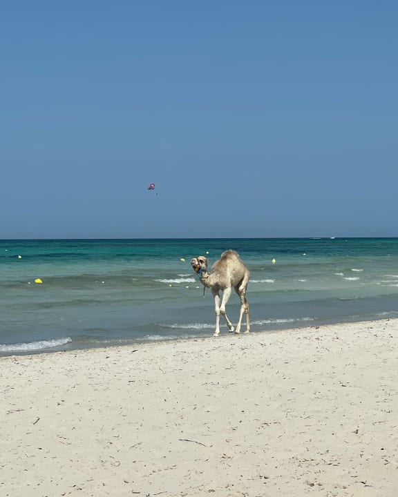 Strand Aldiana Club Djerba Atlantide