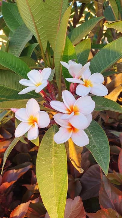 Außenansicht JAZ Elite Riviera