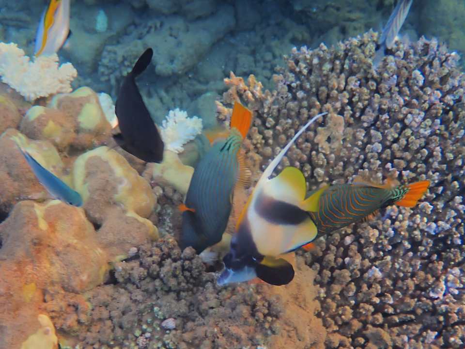 Sonstiges Shams Alam Beach Resort