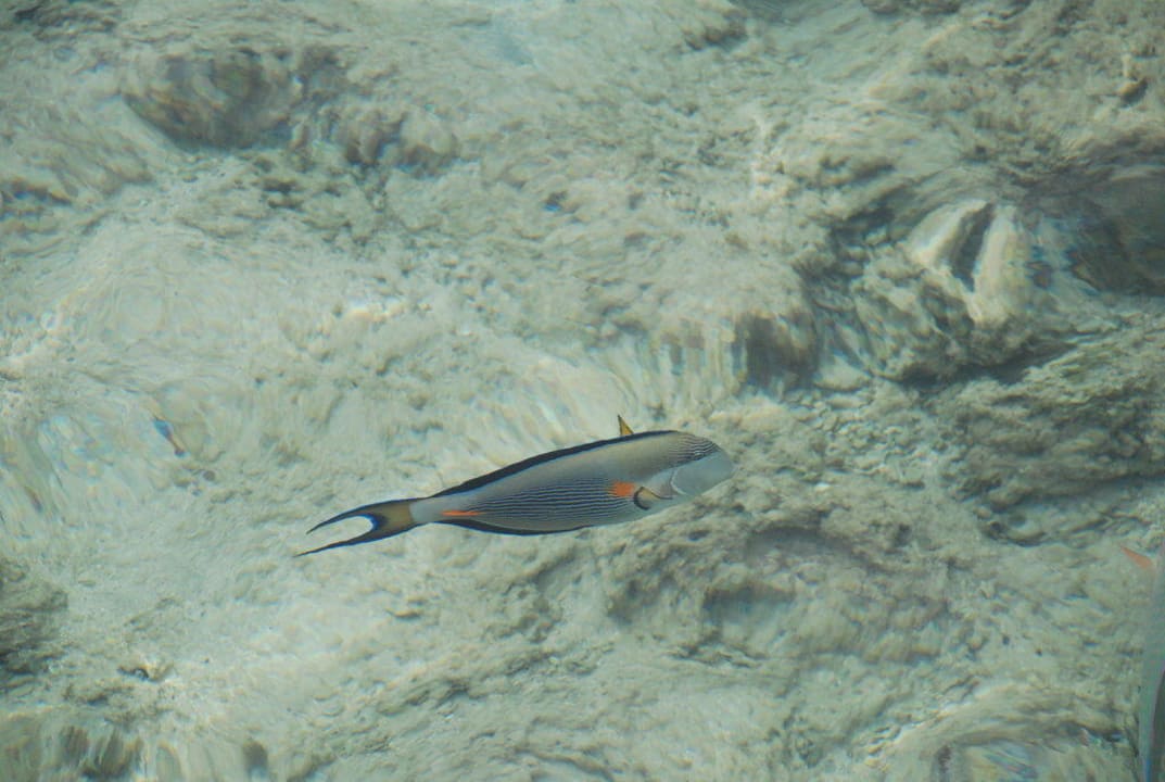 Nabq Bay, The Cleopatra Luxury Resort Collection Cleopatra Luxury Resort - Sharm El Sheikh