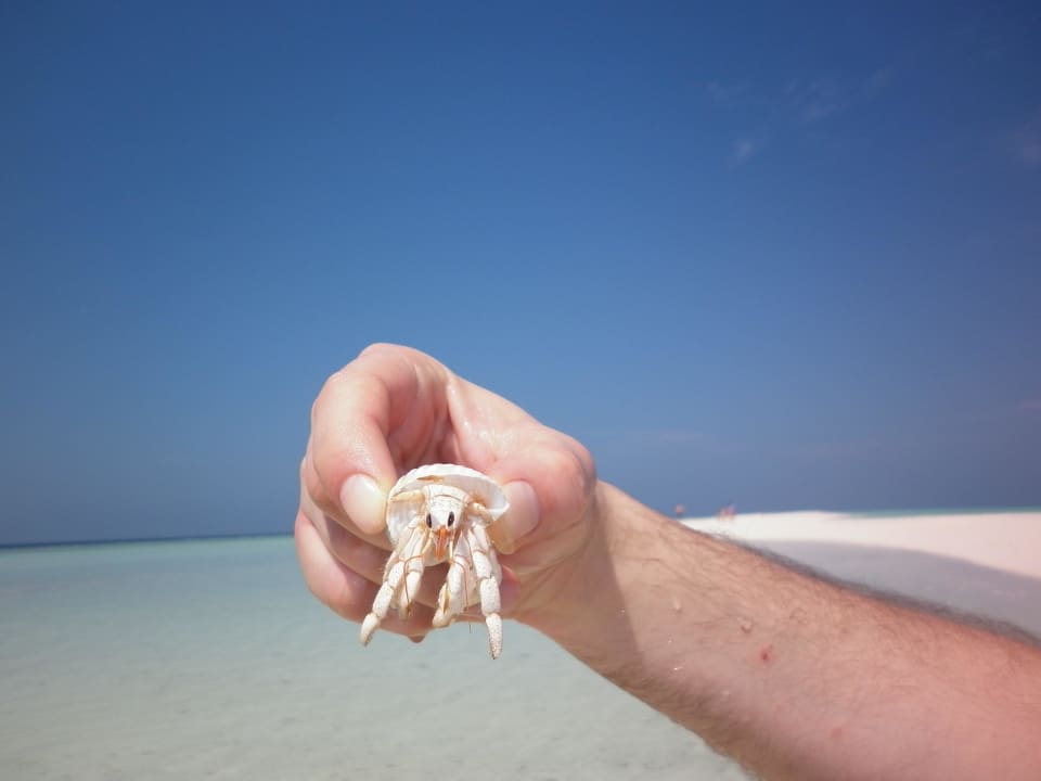 Einer der vielen kleine Krebse Kuramathi Maldives