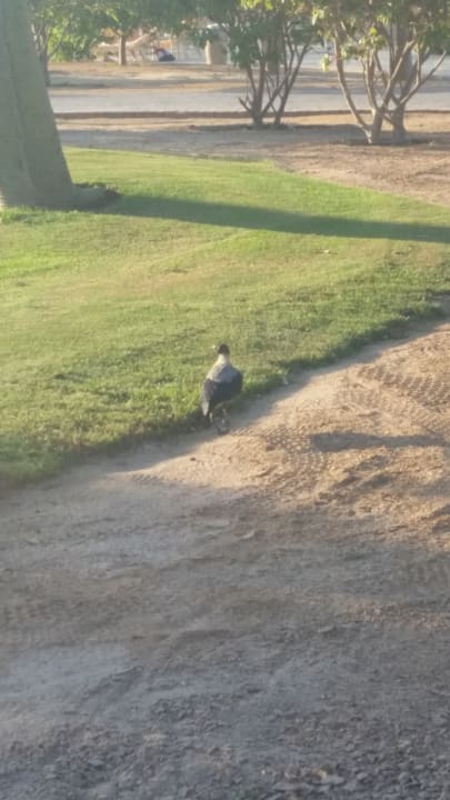 Gartenanlage Steigenberger Aqua Magic