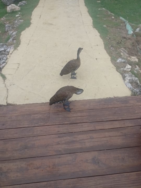 Gartenanlage Sunscape Dominicus La Romana