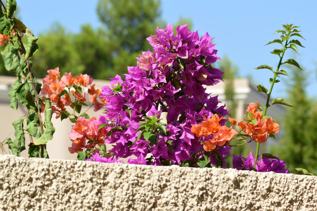 Gartenanlage R2 Lago Playa Park